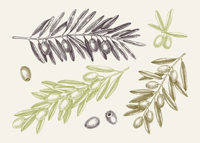 Hand drawn olive branch with leaves and fruit sketches collection in color. Olive tree twigs drawings in engraved style. Vector food illustration for vegetable oil packaging design. 